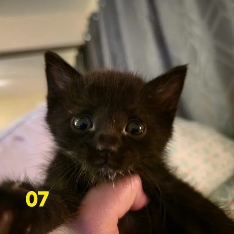 Tomas