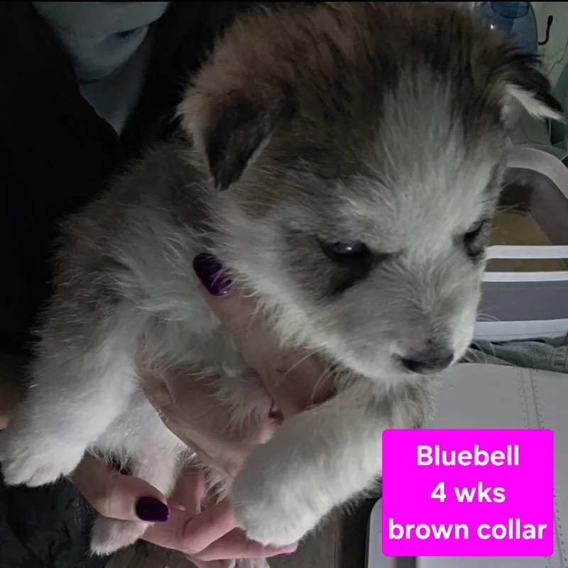 Bluebell thumbnail 2