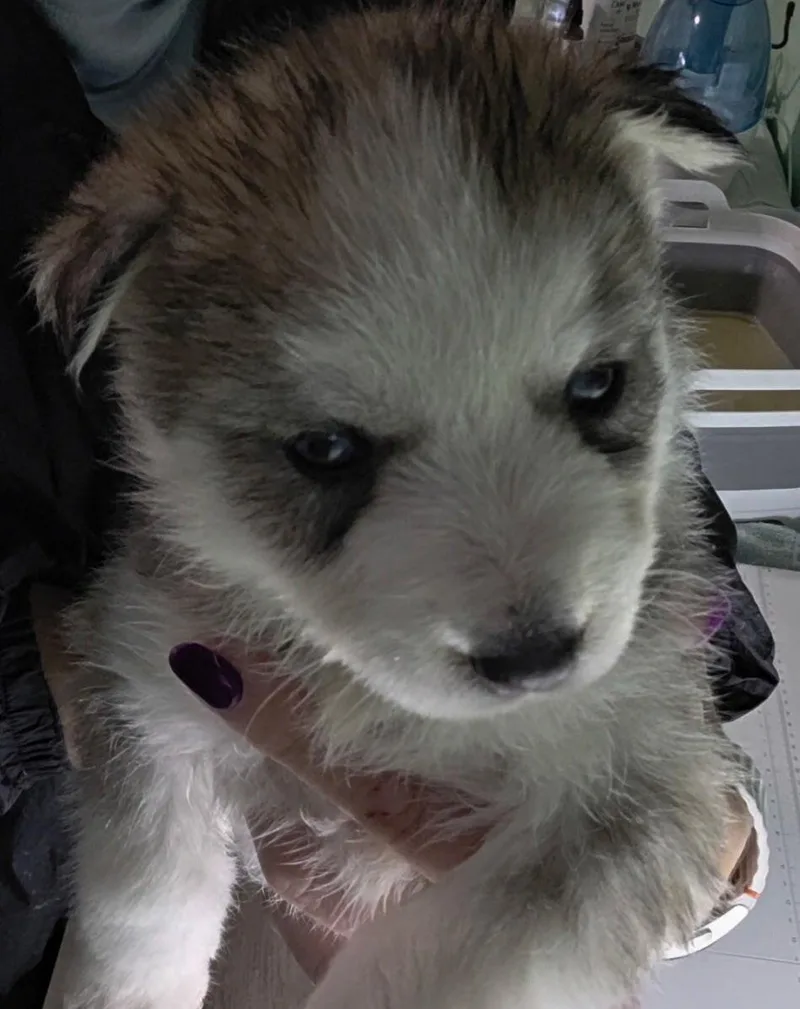 Bluebell thumbnail 5