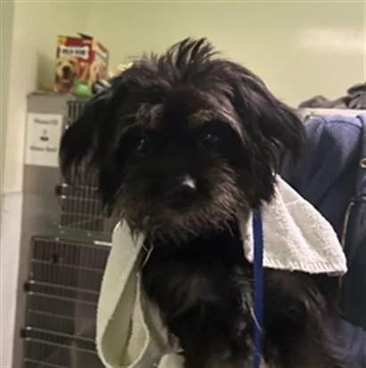 A young small-sized female Maltese dog named Star for adoption in Los Angeles, CA
