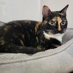 An adult medium-sized female Calico cat named Violet for adoption in Green Valley, AZ