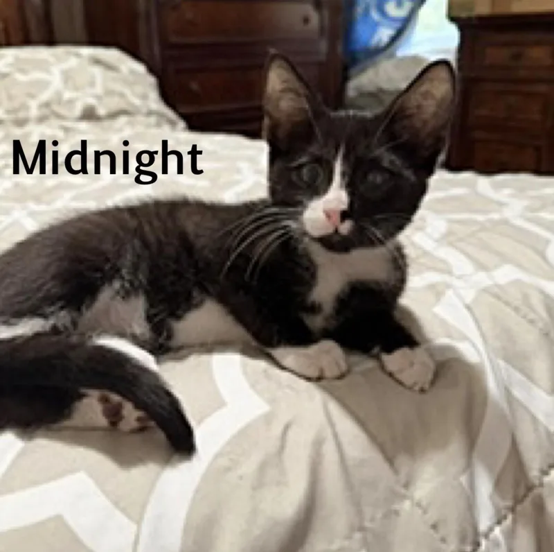 A baby medium-sized female Domestic Short Hair cat named Midnight for adoption in Rochester, NY