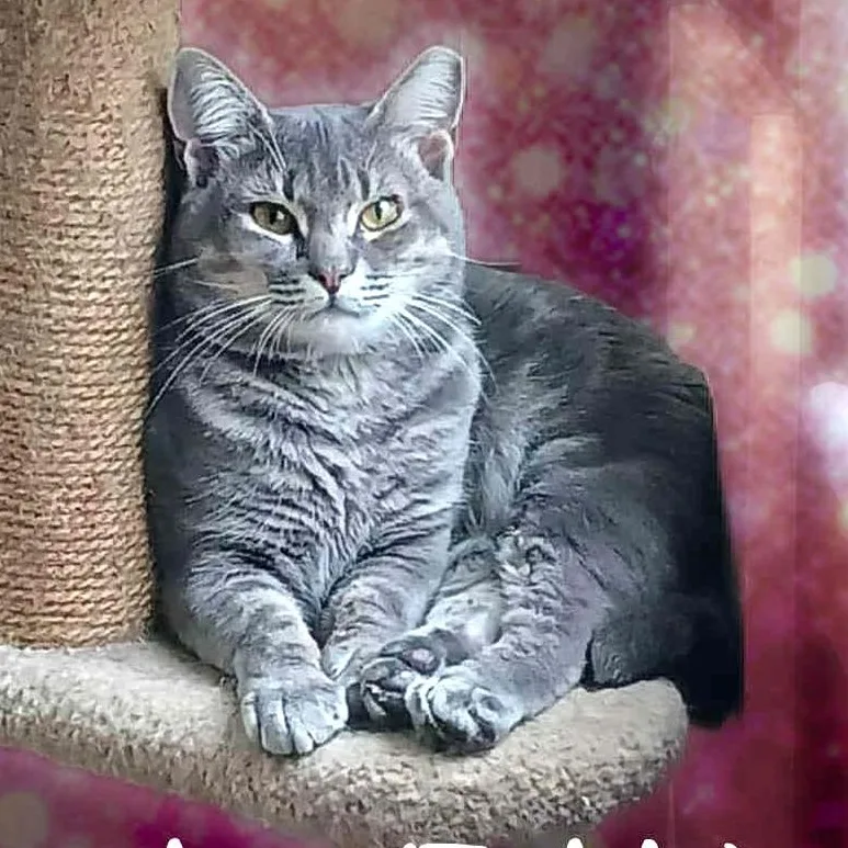 Theodore thumbnail 2