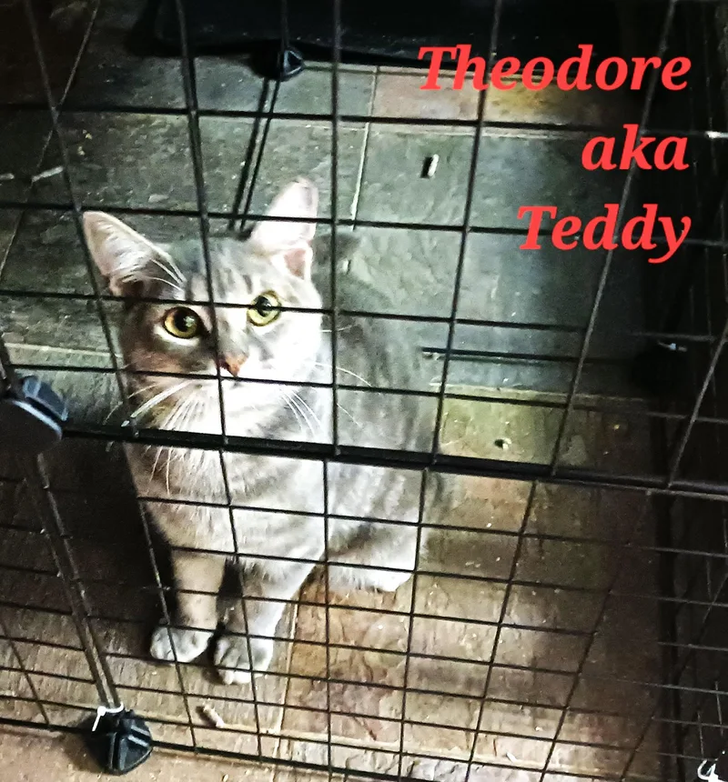 Theodore thumbnail 3