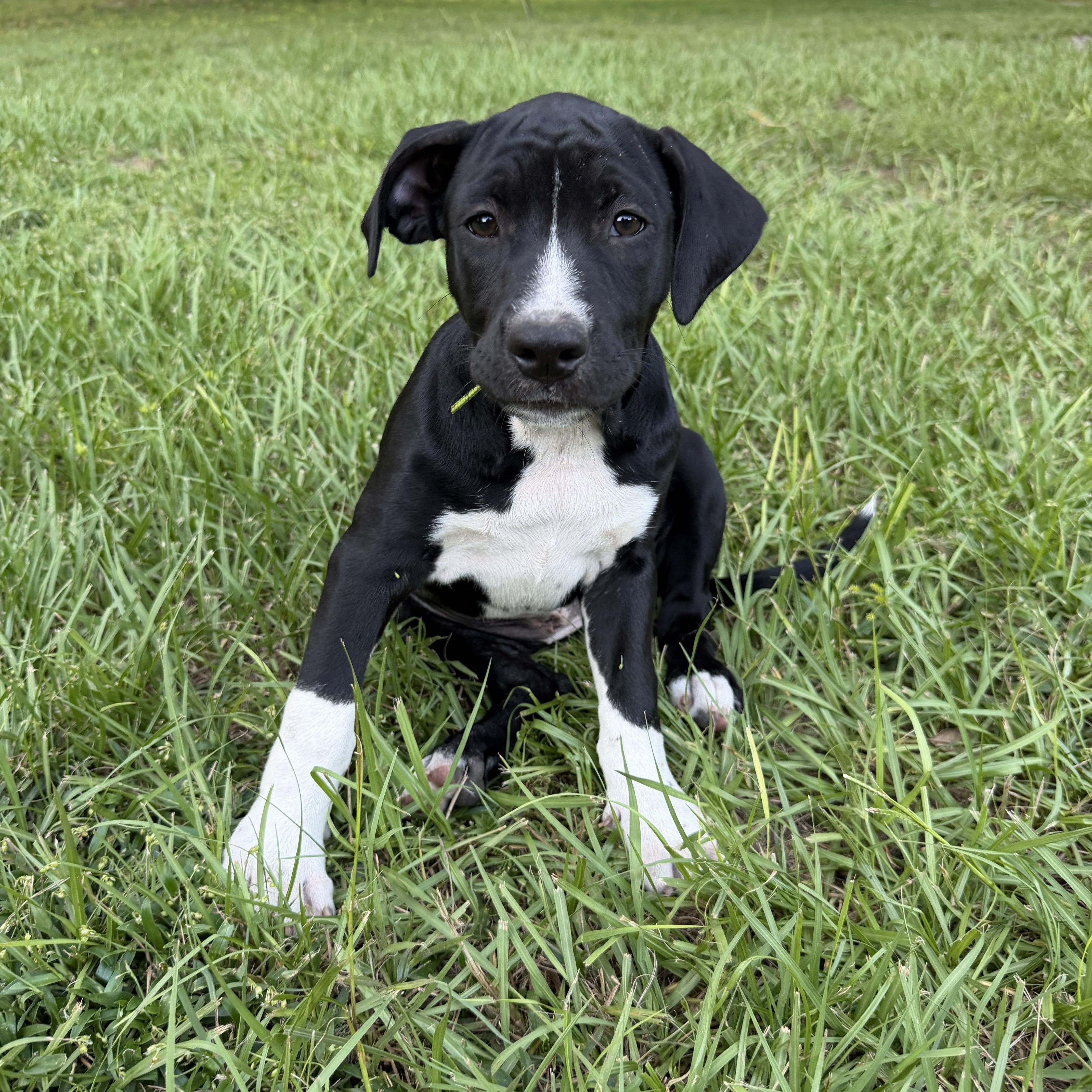 A baby large-sized female Pit Bull Terrier dog named Angie for adoption in Groveland, FL