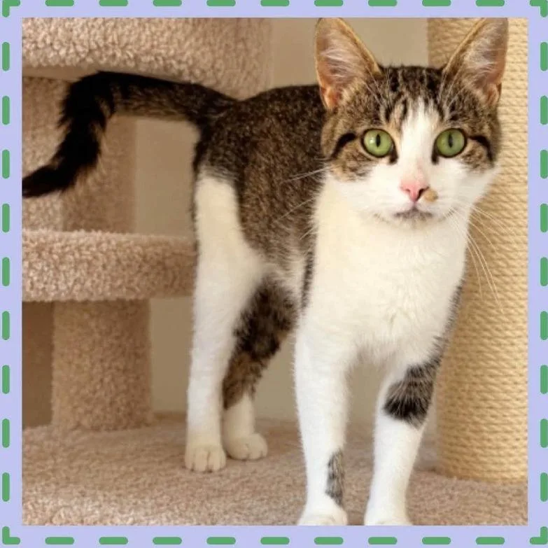 An adult medium-sized female Brown / Chocolate Domestic Short Hair cat named Emmy for adoption in West Olive, MI