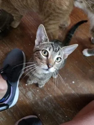 A young small-sized male Domestic Short Hair cat named Picasso for adoption in River Ridge, LA