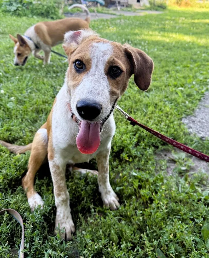 A baby medium-sized male Labrador Retriever dog named Luka  "I've been for adoption in Green Ridge, MO