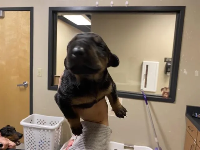 A baby small-sized female Doberman Pinscher dog named A for adoption in Modesto, CA