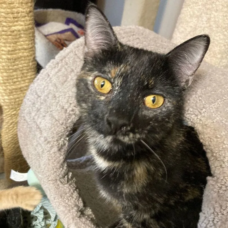 A baby medium-sized female Tortoiseshell Domestic Short Hair cat named Abiba for adoption in Watkinsville, GA