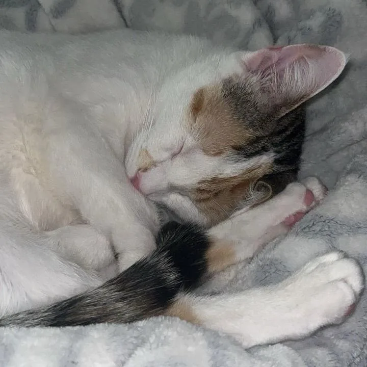 An adult medium-sized female Calico Domestic Short Hair cat named Harley Bonded With Quinn for adoption in Greenfield, IN