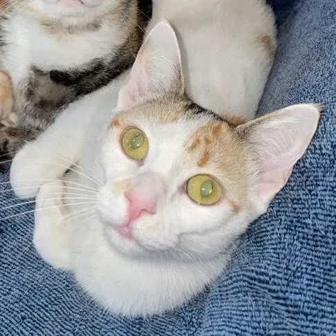 Harley Bonded With Quinn thumbnail 3