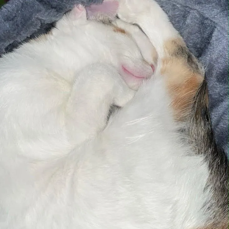 Harley Bonded With Quinn thumbnail 4