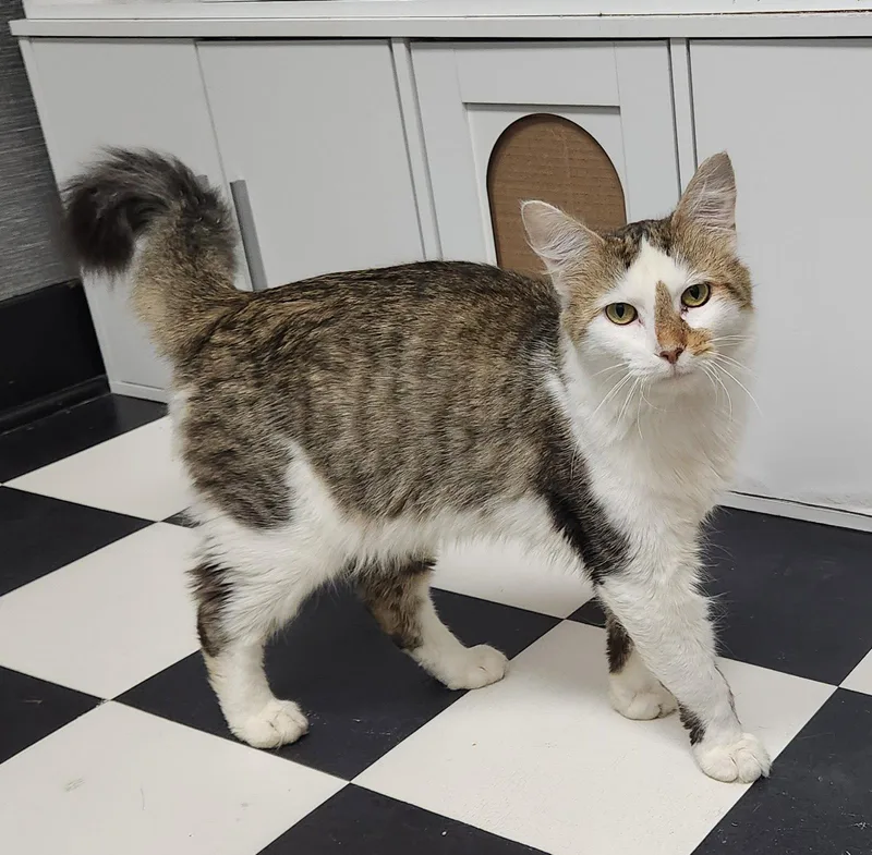 A young medium-sized male White Domestic Short Hair cat named Lee for adoption in Herndon, VA
