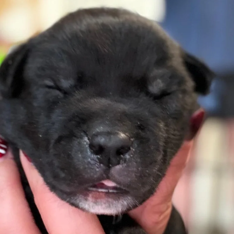 A baby small-sized male Black Anatolian Shepherd dog named Percy  blue for adoption in Greenfield, IN