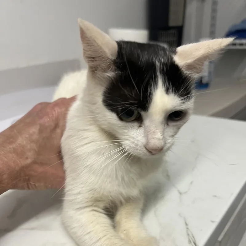 A young medium-sized female Domestic Short Hair cat named Karlie Claws for adoption in St. Louis, MO