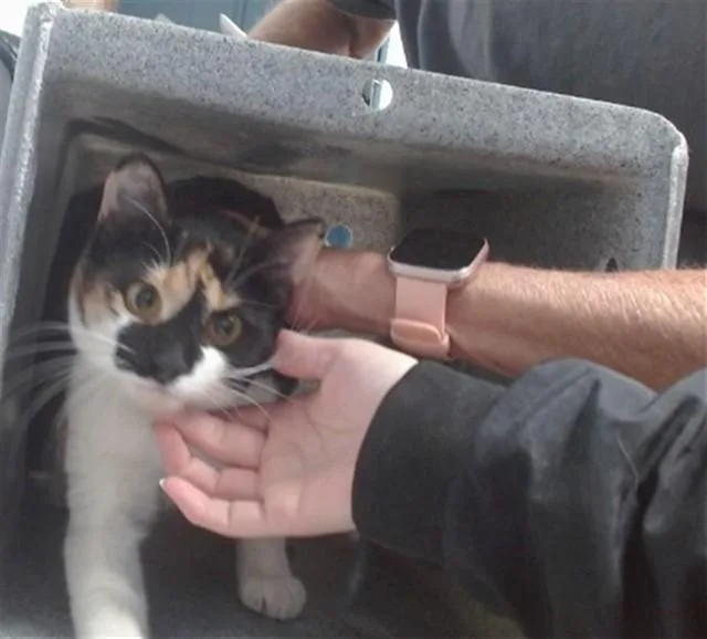 A young medium-sized female Domestic Short Hair cat named Primrose for adoption in Albuquerque, NM