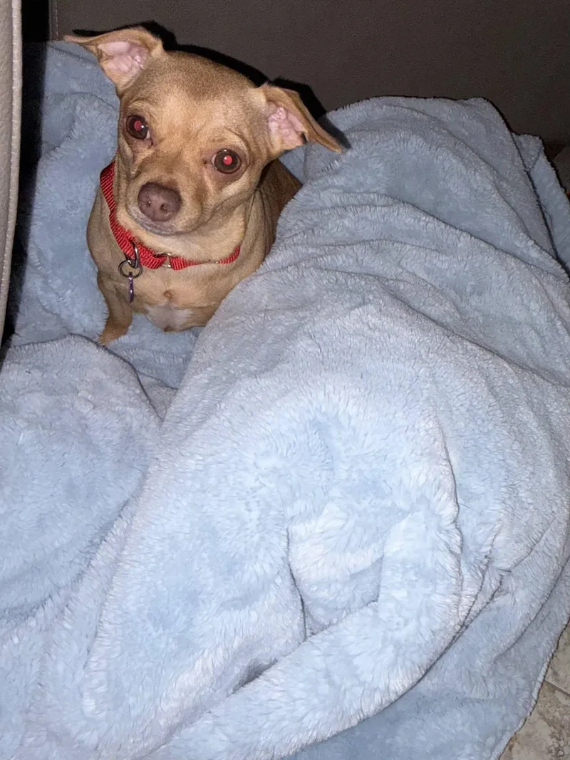 A young small-sized male Yellow / Tan / Blond / Fawn Chihuahua dog named Clyde for adoption in Fairview Park, OH