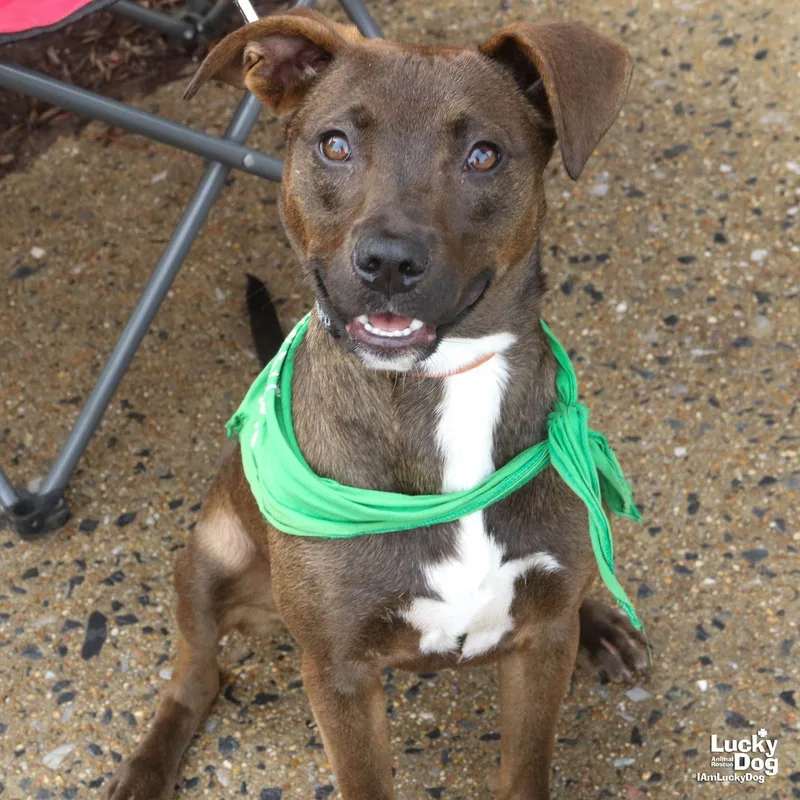 A young medium-sized female Labrador Retriever dog named Ariel for adoption in Washington, DC