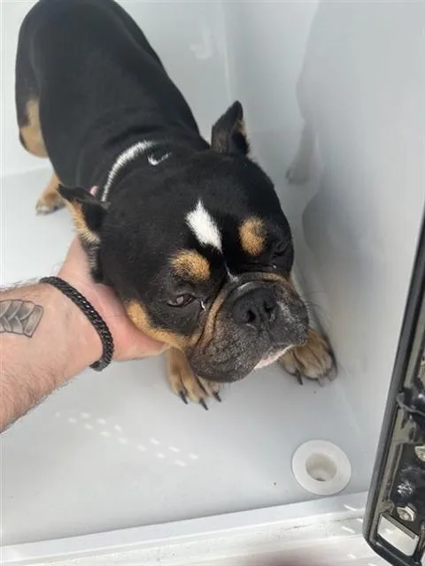A young medium-sized female English Bulldog dog named A for adoption in Houston, TX