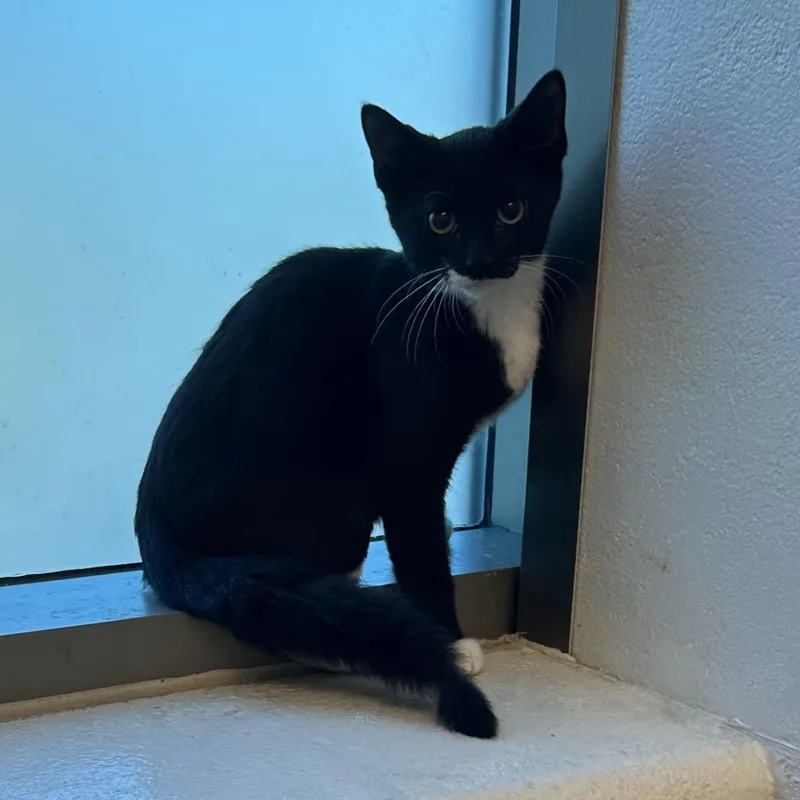 A baby medium-sized male Black & White / Tuxedo Domestic Short Hair cat named Anchor for adoption in Manassas, VA