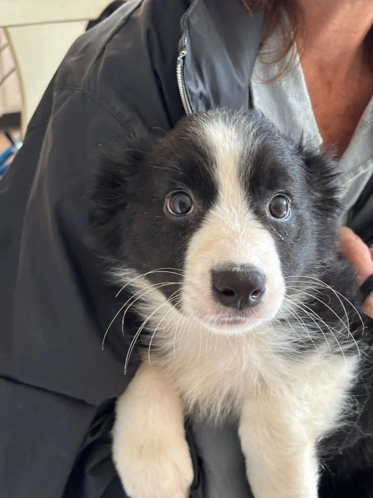 A young medium-sized male Border Collie dog named Riley for adoption in Tenafly, NJ