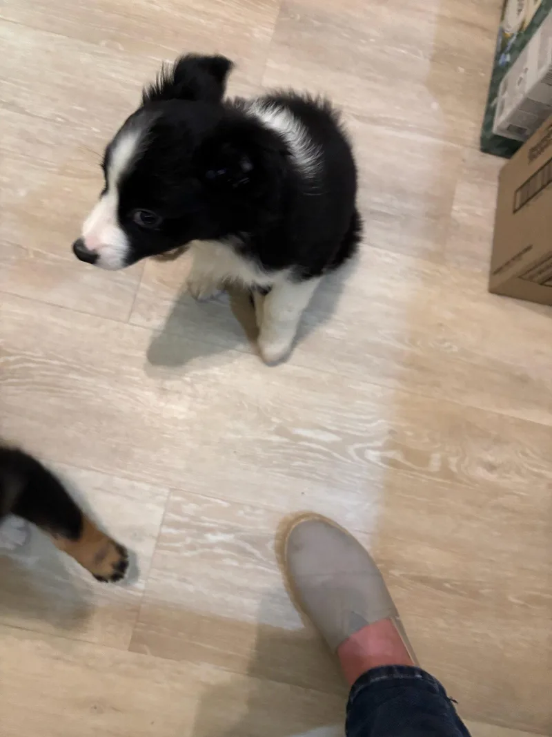 Riley thumbnail 3