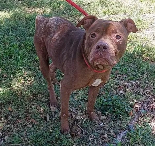An adult medium-sized male American Staffordshire Terrier dog named Mervin for adoption in Fort Lauderdale, FL