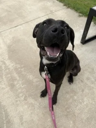 An adult large-sized female Black Mixed Breed dog named Pinwheel for adoption in Kansas City, MO