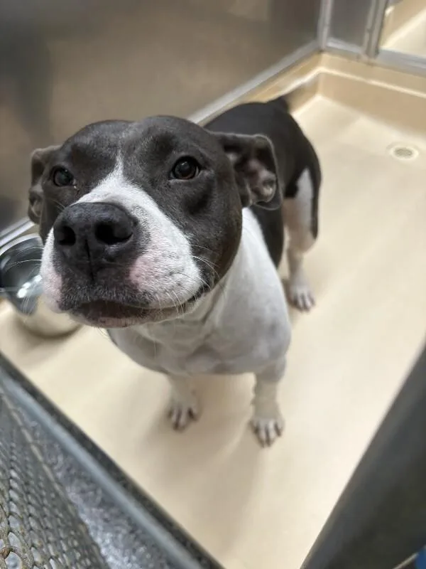An adult medium-sized female Black Pit Bull Terrier dog named Jessica for adoption in Burgaw, NC