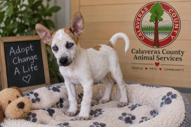 A baby medium-sized female White / Cream Australian Cattle Dog / Blue Heeler dog named Crystal A for adoption in San Andreas, CA