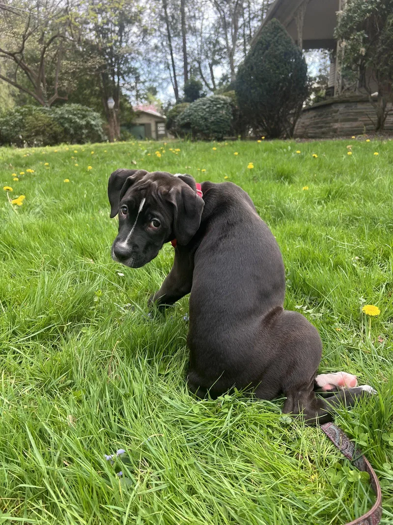 A baby medium-sized female Boxer dog named Pasta: Gnocci for adoption in Berwick, PA