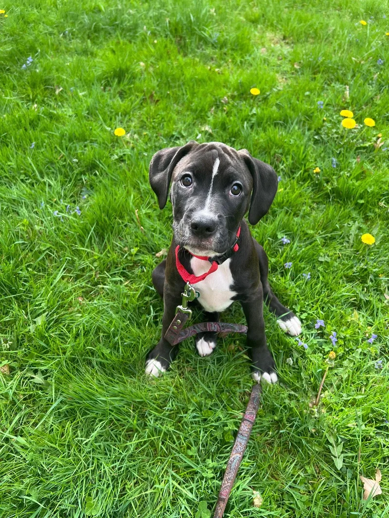 Pasta: Gnocci thumbnail 2