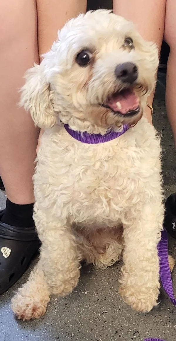 An adult small-sized female Maltese dog named Pen for adoption in Lawrenceville, GA