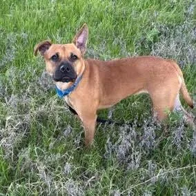 A young medium-sized female Terrier dog named Daisy for adoption in Bloomfield, CT