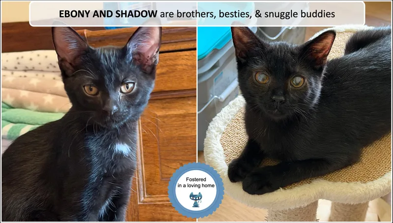 A baby medium-sized male Black & White / Tuxedo Domestic Short Hair cat named Ebony and Shadow for adoption in Cincinnati, OH
