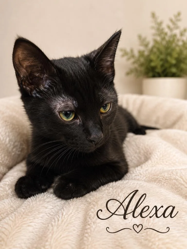 A baby large-sized female Domestic Short Hair cat named Alexa for adoption in Dalton, GA