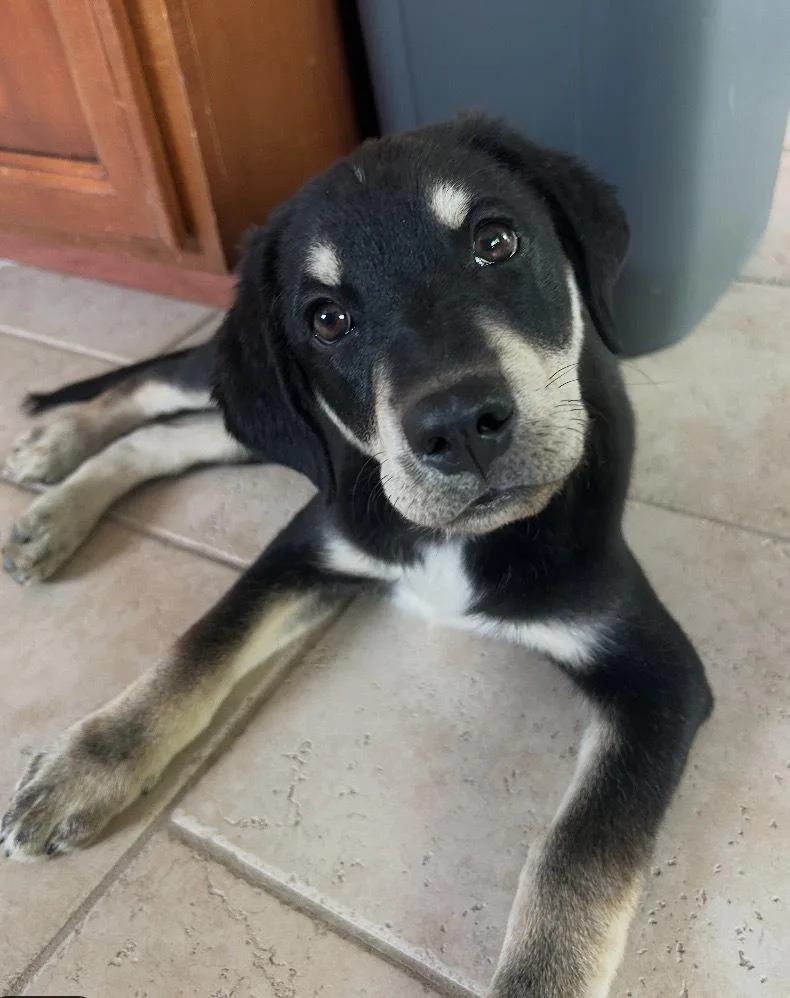 Finn