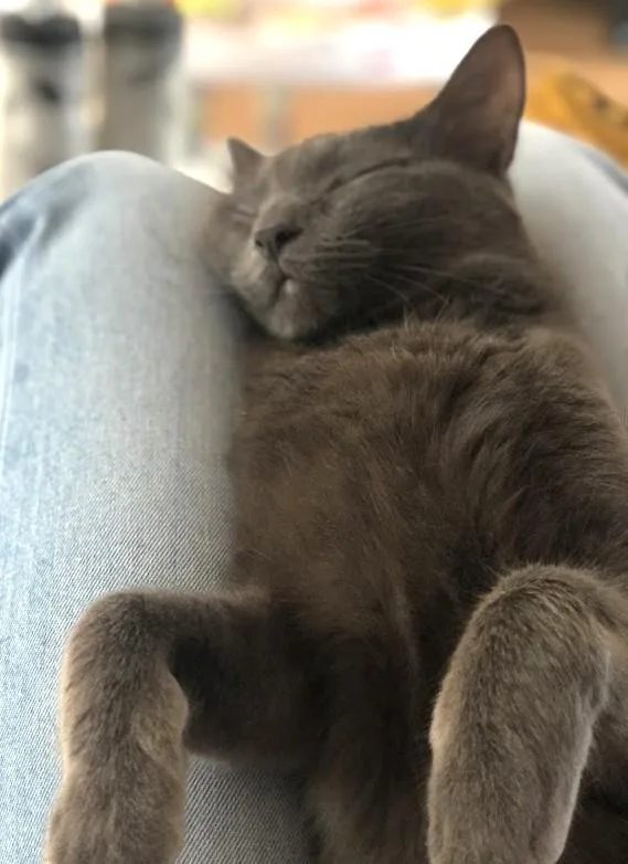 An adult medium-sized male Gray / Blue / Silver Russian Blue cat named Tuna and Mackerel for adoption in Jamaica Plain, MA
