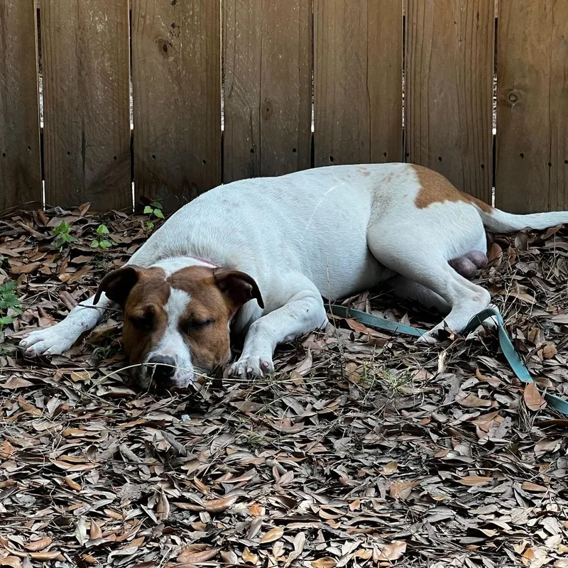 An adult medium-sized male White / Cream Mixed Breed dog named QTip for adoption in Summerville, SC