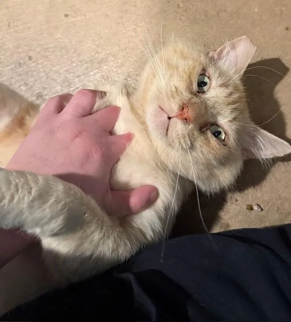 An adult medium-sized male Buff & White Domestic Medium Hair cat named Rhett for adoption in Sacramento, CA