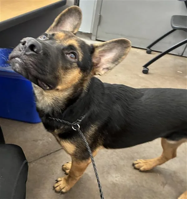 A young large-sized male Mixed Breed dog named Ares for adoption in Dallas, TX