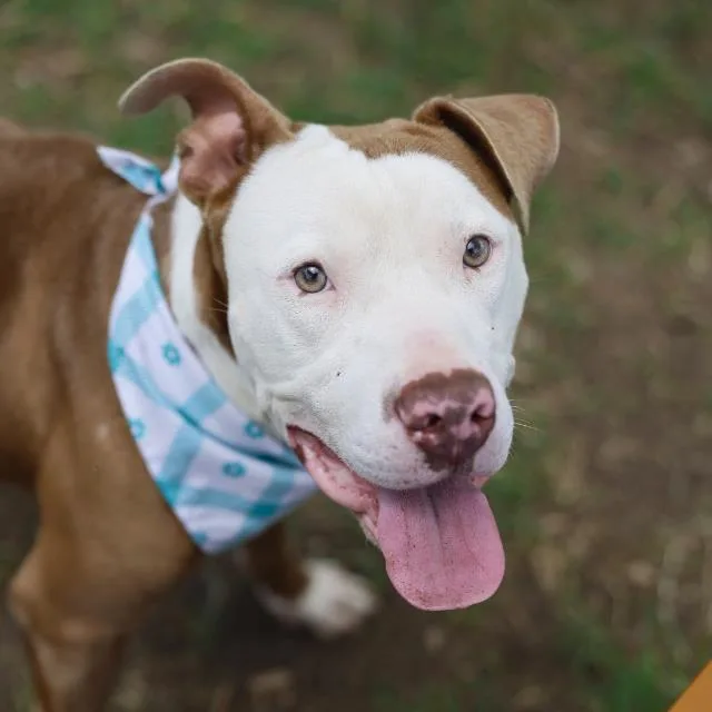 A young medium-sized male American Staffordshire Terrier dog named Crowley for adoption in San Antonio, TX