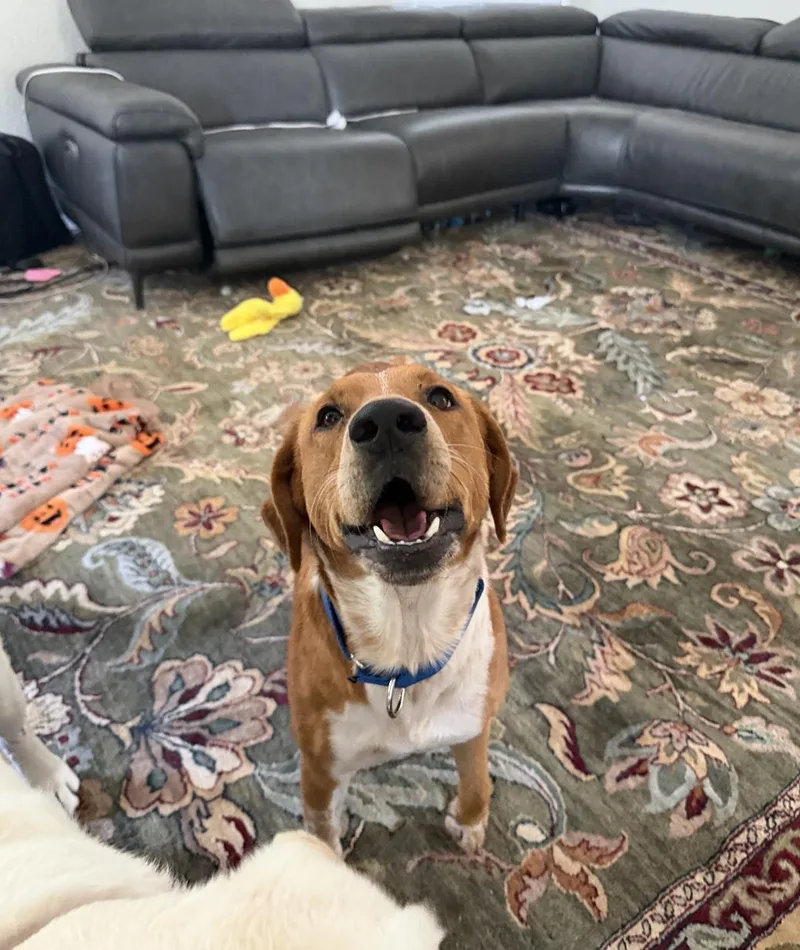 A young medium-sized male Golden Cattle Dog dog named Sawyer for adoption in Santa Monica, CA