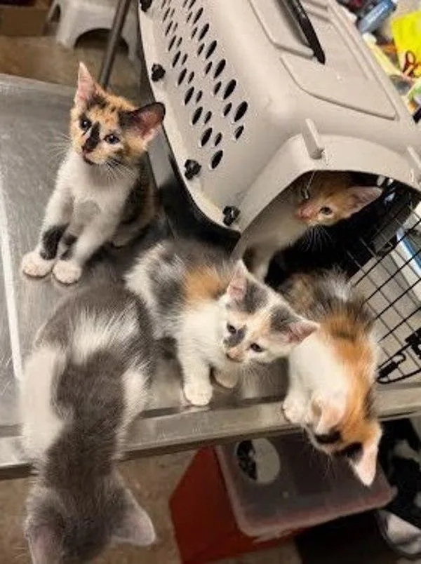 A baby small-sized female Domestic Short Hair cat named Apis for adoption in Austin, TX