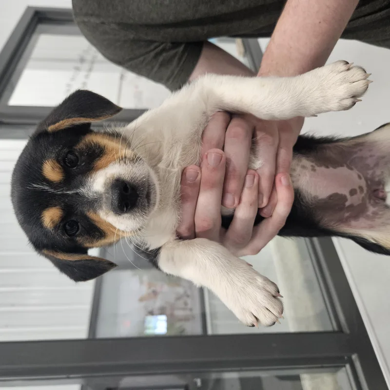 A baby small-sized female Tricolor (Brown, Black, & White) Jack Russell Terrier dog named Selah for adoption in Kalamazoo, MI
