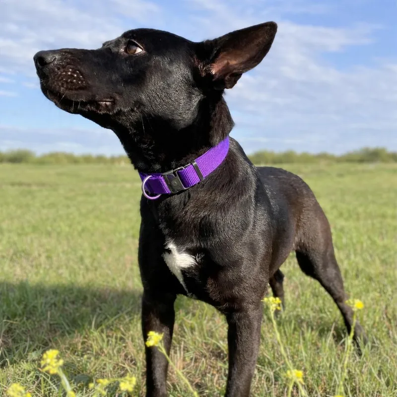 Esmerelda thumbnail 3