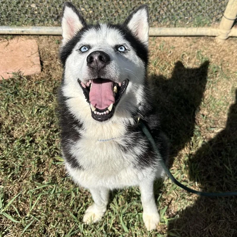 A senior medium-sized male Black Mixed Breed dog named Kodiak for adoption in Chattanooga, TN