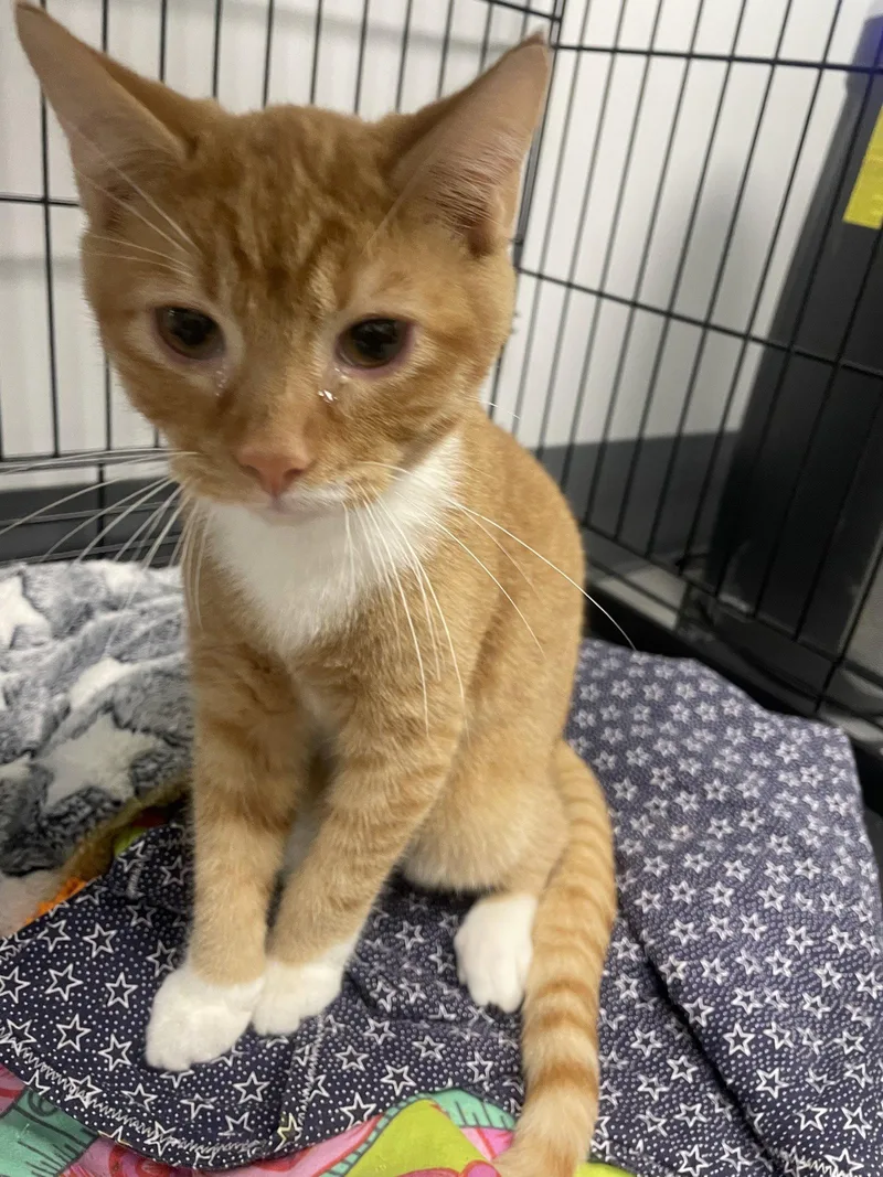 A baby medium-sized male Orange & White Tabby cat named Layton for adoption in Georgetown, KY