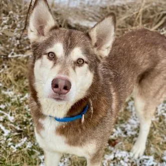 A senior large-sized male Brown / Chocolate Mixed Breed dog named Brownie for adoption in Davenport, IA